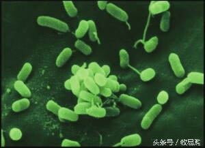 狗狗脓皮症不剃毛可以吗,狗狗得了皮肤病可以抹药膏吗