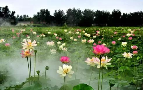 金湖自然风光,金湖县美丽风景