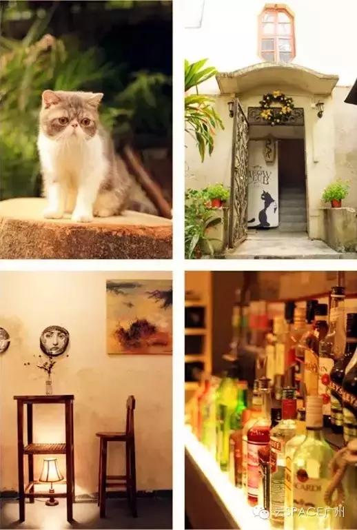 喵星人咖啡厅，治愈你疲惫的心！