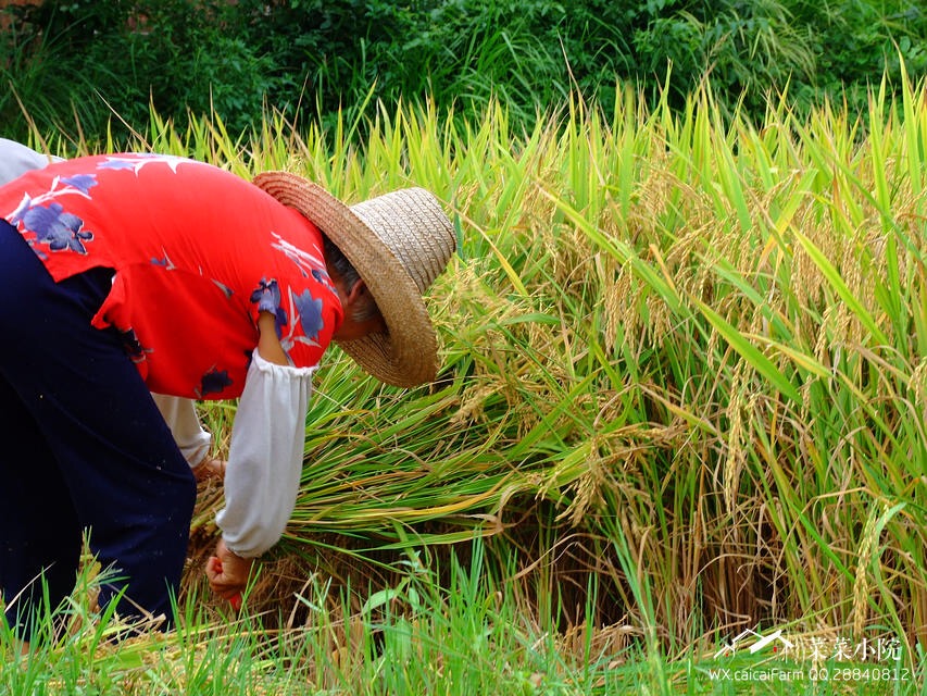 哪里适合隐居过田园生活,唯美的田园隐居生活