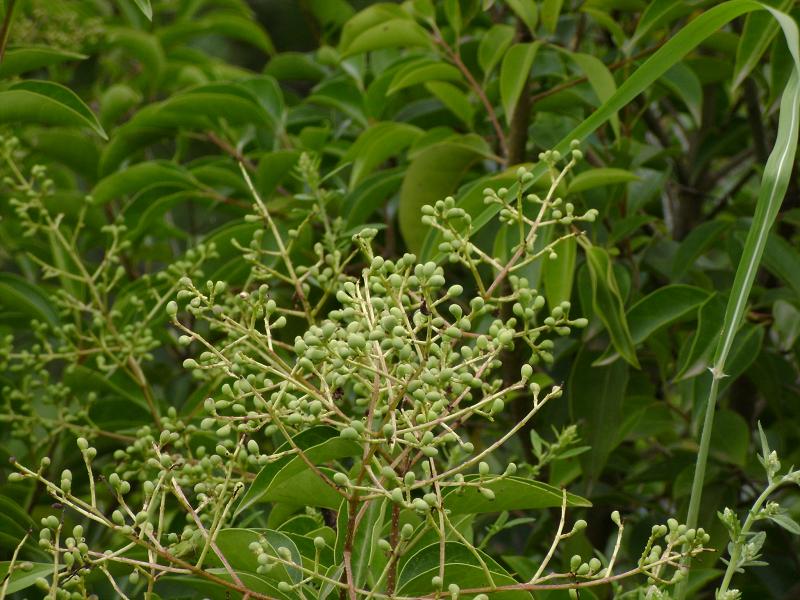 在农村看见这种植物别错过了,农村见到这种野菜切记只摘叶子