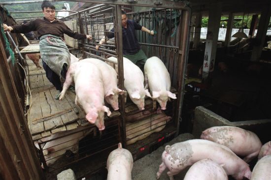 养猪不赚钱而卖猪饲料赚钱,饲料成本1.6元养猪赚钱吗