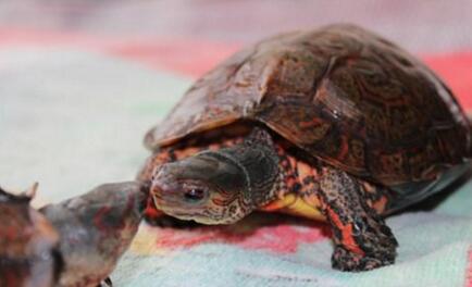 水陆两栖龟选什么龟,水陆两栖龟陆龟怎么区别