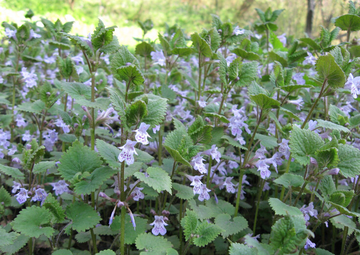乡间常见的植物活血丹 (活血丹草药能治什么病虫)