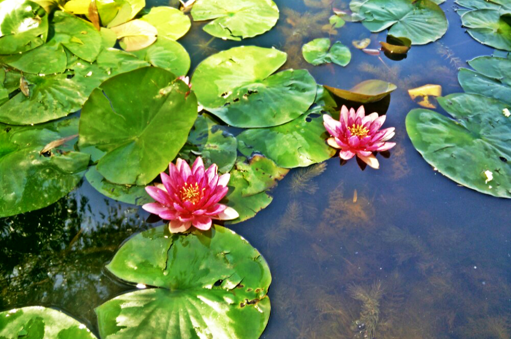 保定十大臭名景点排名,保定必去的十大旅游地