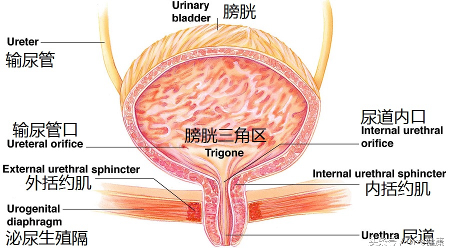 憋尿会把膀胱憋爆吗,憋尿会导致膀胱炸裂吗