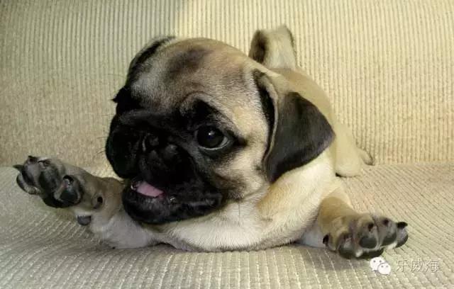 威海最全的宠物店汇总!喵奴汪主人还不速速收藏!