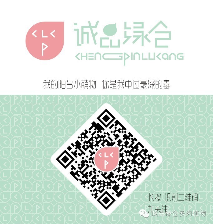 多肉用白石子铺面好吗,养多肉用什么铺面石好