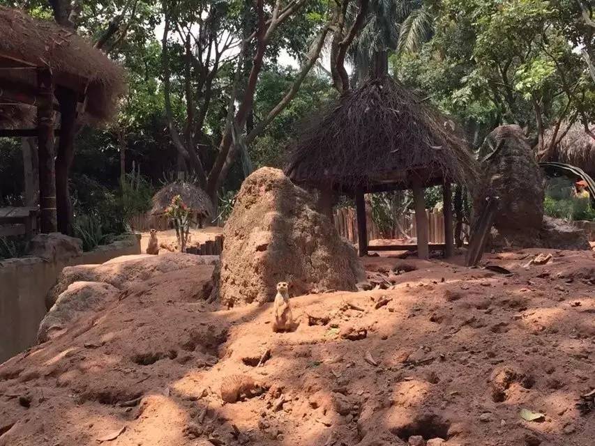 长隆野生动物园攻略亲子游三天,从广州长隆到珠海长隆亲子游攻略
