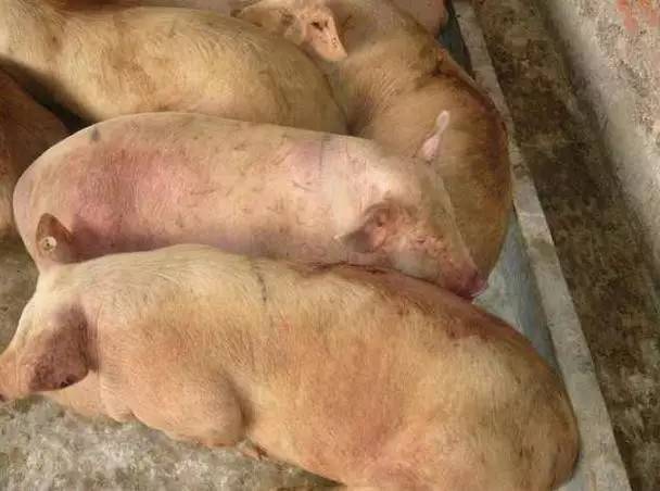 猪瘟疫苗20头份用多少稀释液,打猪瘟苗有应激吗