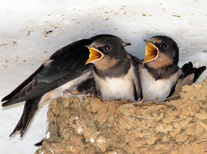 屋檐下面的燕子窝能不能捅,农村小燕子来家垒窝咋办