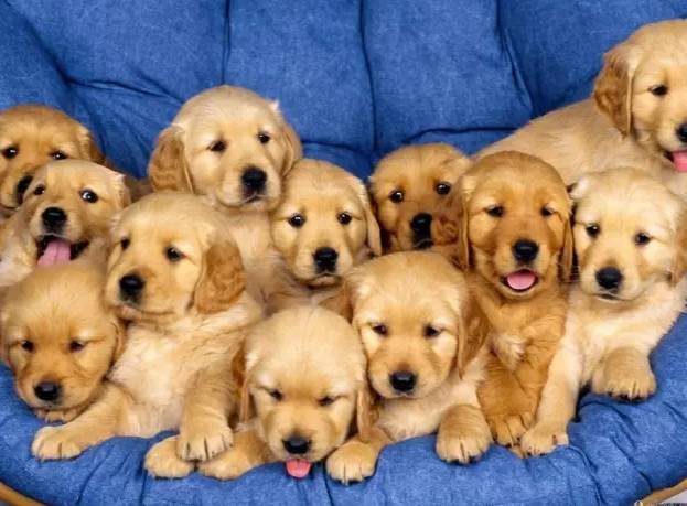 陪伴是最长情的告白你同意吗,陪伴是最长情的告白请勿连赞