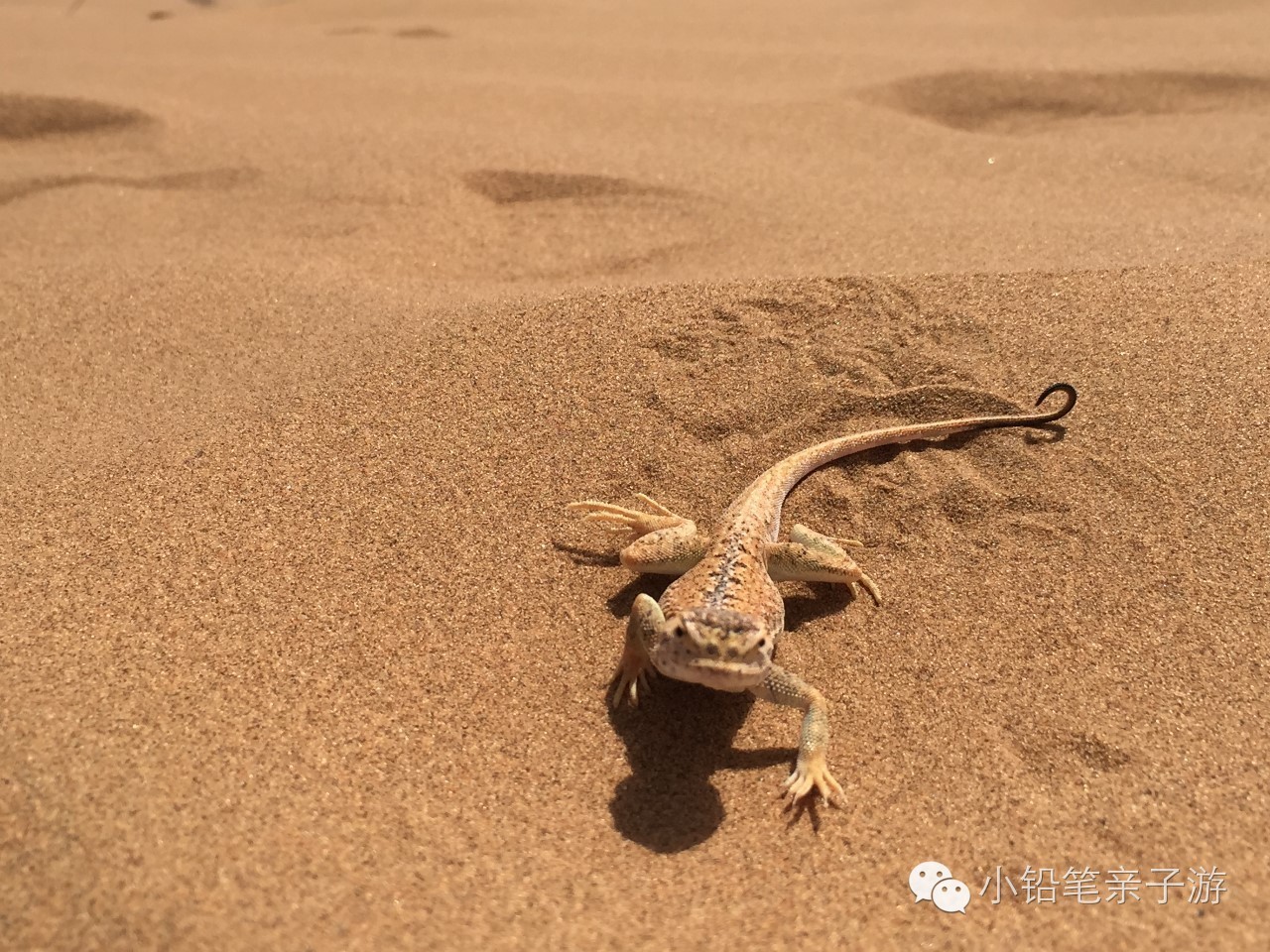 爸爸去哪儿宁夏沙坡头片段,爸爸去哪儿宁夏沙坡头
