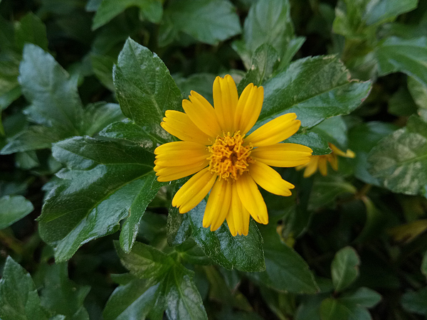 金立m6配置和报价,金立m6最新报价多少