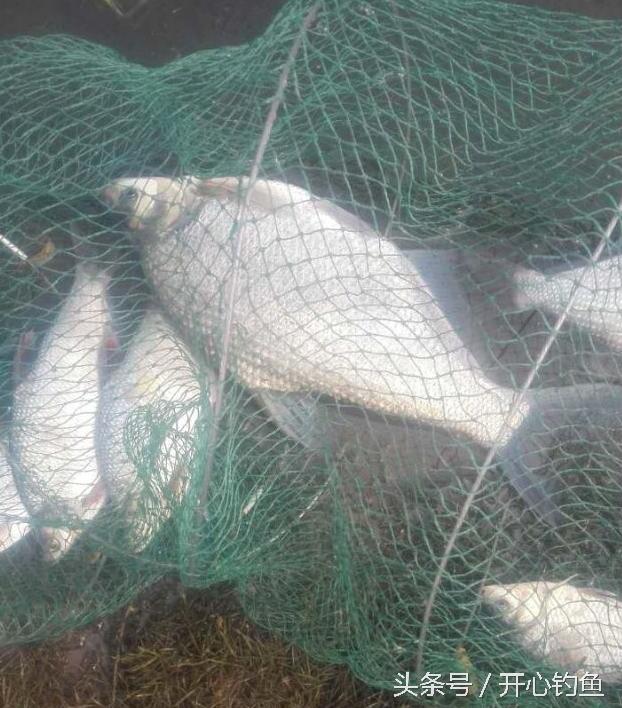老鬼鱼饵料钓鳊鱼,老鬼专钓鳊鱼饵料配方