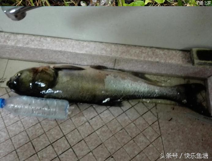 第一次钓鱼收获不错,晨钓该钓浅还是深