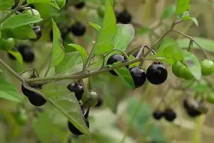 电视剧里“她”是苦情公主,现实生活中“她”却是养生佳品