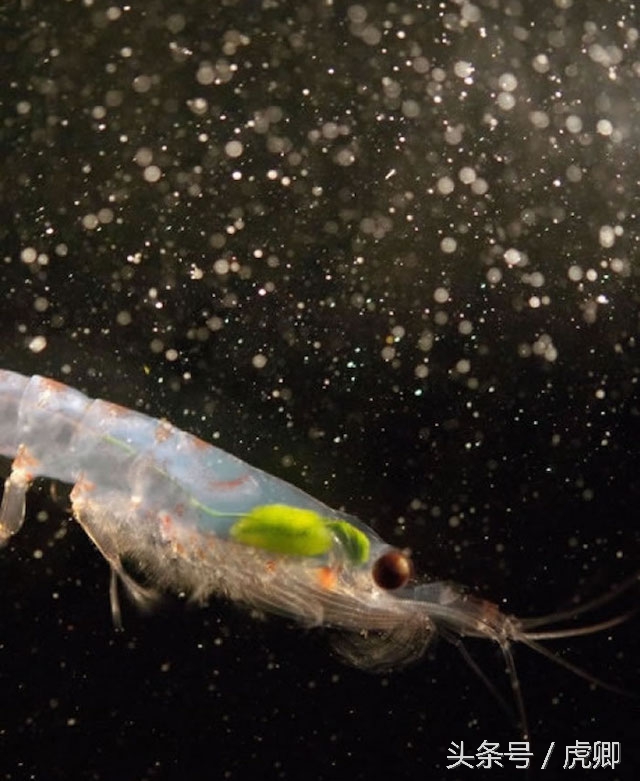 体长35米重达200吨却以10克重的猎物为食,吃饱饭可真难！