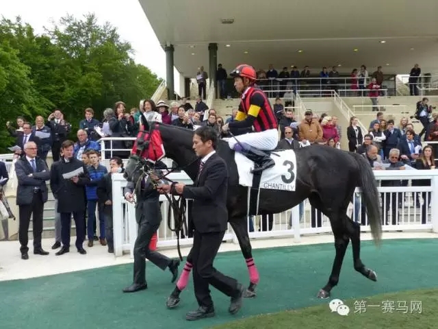 世界马匹最新排名出炉,“荣进之光”三度蝉联榜首
