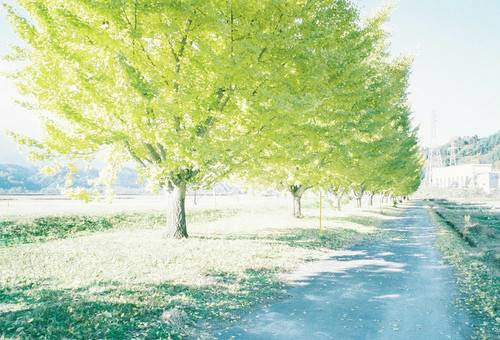 蝉鸣的夏天我想遇见你,蝉鸣的夏季我想遇见你英文