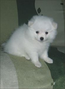 银狐犬的体重是多少,银狐犬一天喂多少粮