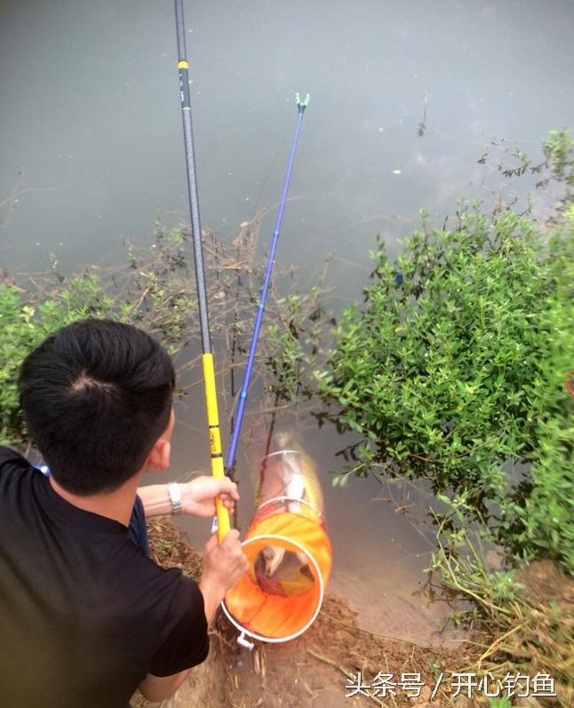 老鬼鱼饵料钓鳊鱼,老鬼专钓鳊鱼饵料配方