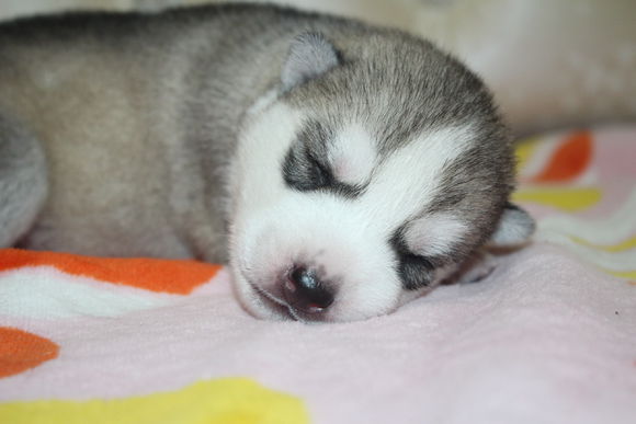 小眼睛的小奶哈，萌翻了，期待长大变大眼帅哥哦。