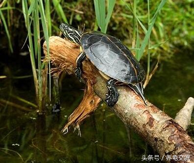 锦龟的知识,锦龟知识