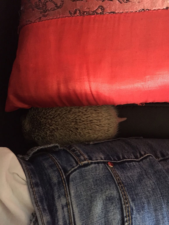 我家非洲迷你刺猬土豆的106天胖萌日记