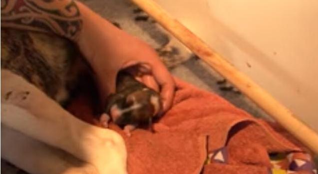 母狗第一次生宝宝，在主人的帮助下顺利生产，下一幕出现特大惊喜