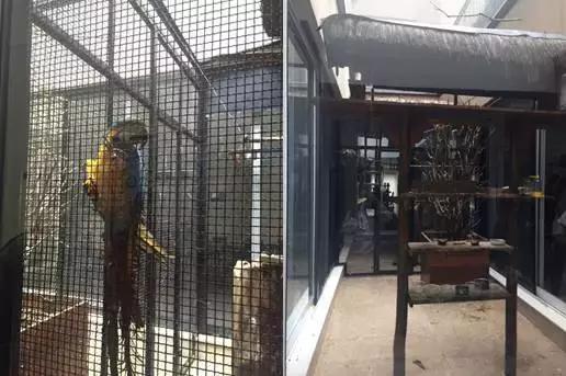 里瓦尔多1999年世界足球先生,世界杯足球先生倒挂金钩里瓦尔多