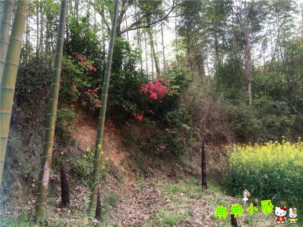 新鲜的小竹笋拿来怎么炒好吃,竹笋烧肉最好吃的做法