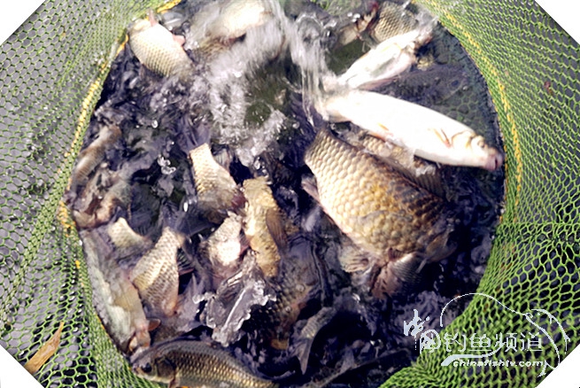 早起的鸟儿有虫吃动画,早起的鸟儿有虫吃故事