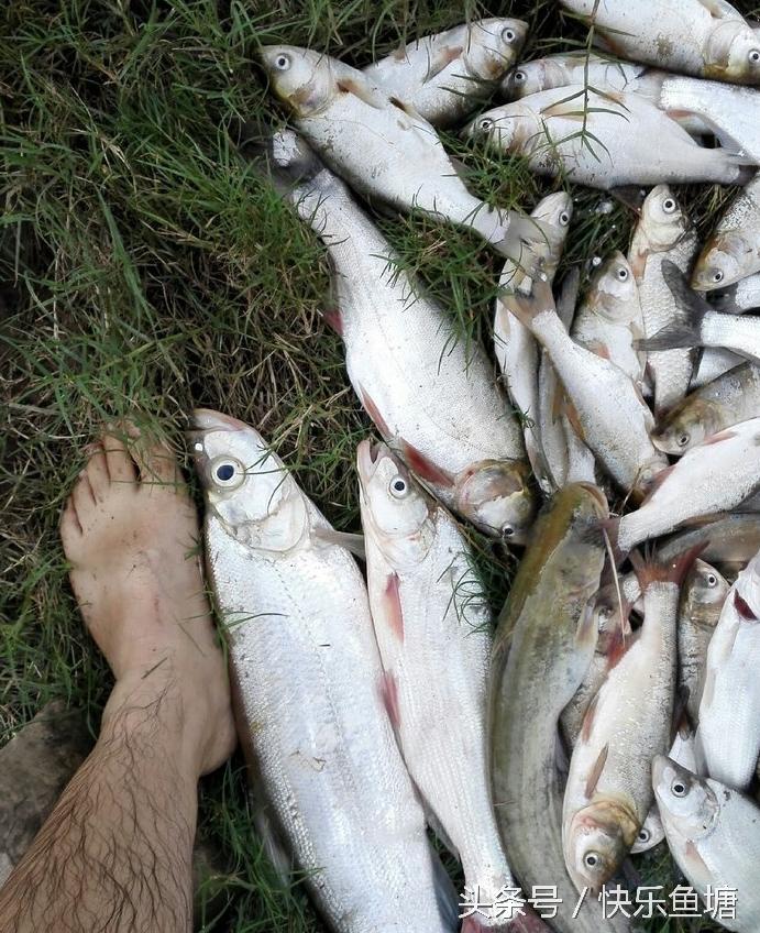 第一次钓鱼收获不错,晨钓该钓浅还是深