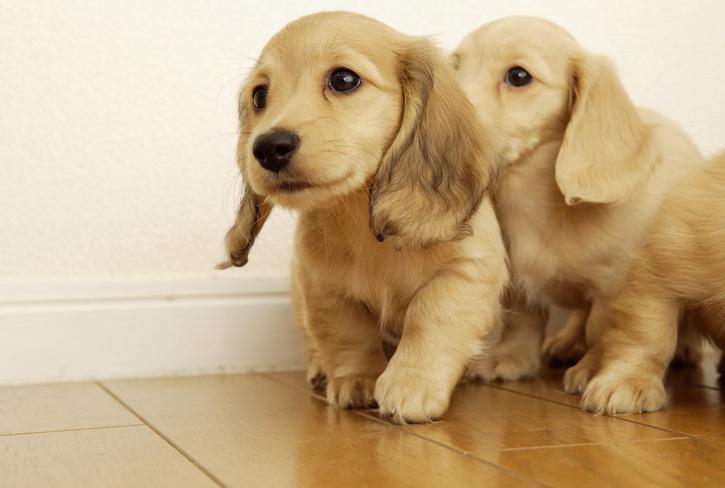 狗狗不在发情期那个地方也是肿胀的？家长们可不能视而不见啊！