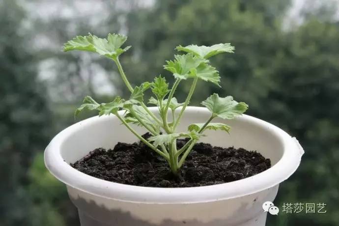 烧苗怎么挽救最好,烧苗的补救措施是