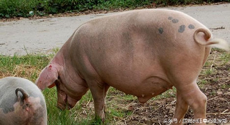 精华|猪只子宫内膜炎的全套治疗方案在这里