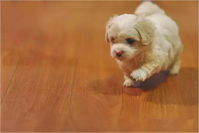 阅狗无数，看铲屎官摄影师如何用宠物来“撩妹”