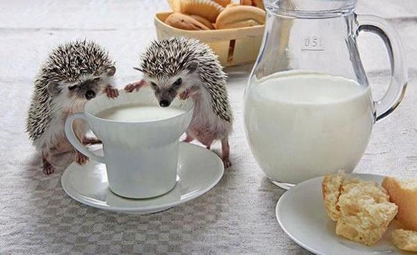 温柔可爱到爆的小刺猬,可爱呆萌小刺猬