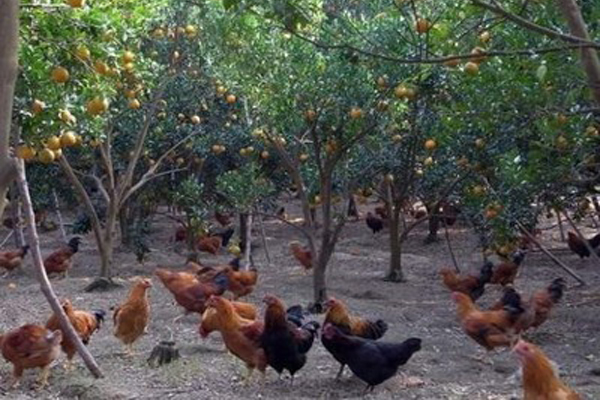 一般想买土鸡到哪里去买,去市场买鸡如何挑选