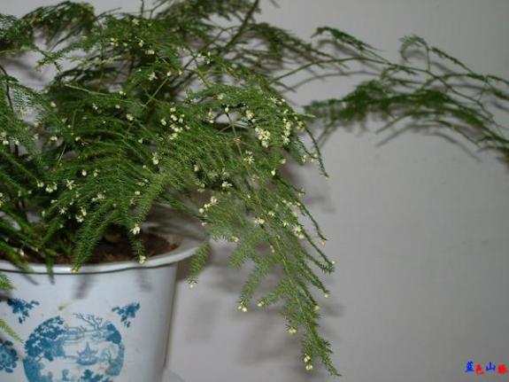 养文竹的正确方法,文竹能上土壤活化宝吗