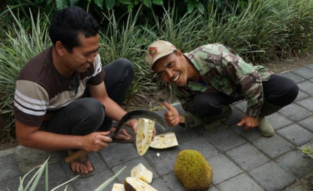 268元可以在巴厘岛landih买多少真正的猫屎咖啡豆?