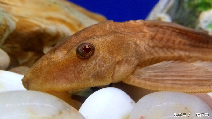 閰锋瘮max5鍙傛暟,閰锋瘮max5鎬ц兘