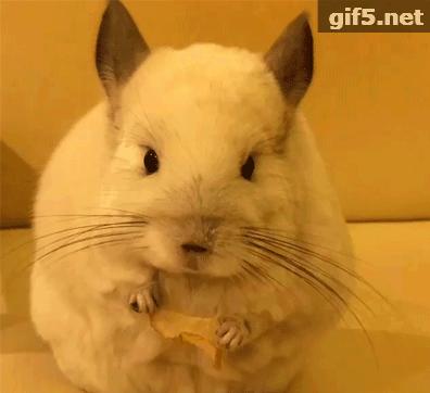 还会自己拿杯子喝水，这只龙猫可是温柔的小公举