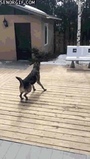 没想到你是这样的羊驼原版,没想到你是这样的狗gif