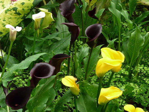 每日一花:马蹄莲总理喜爱的花儿