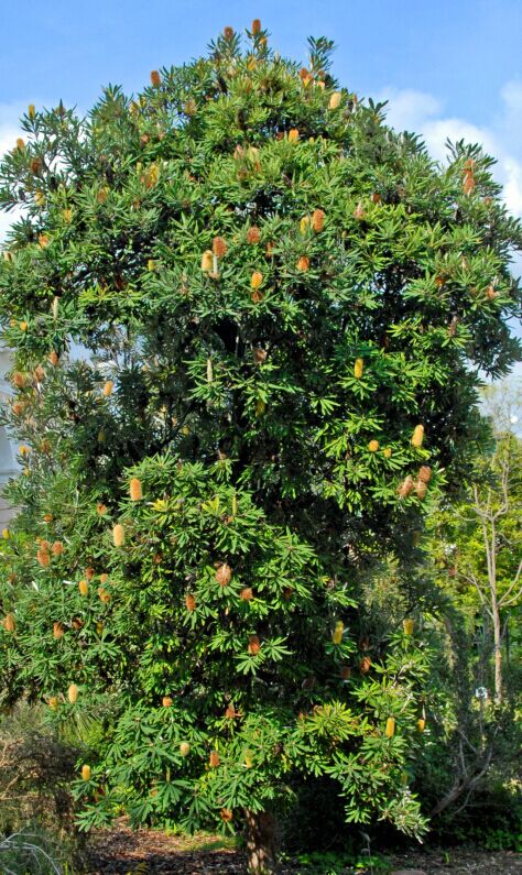 OldManHoney，澳碧的甜蜜大叔