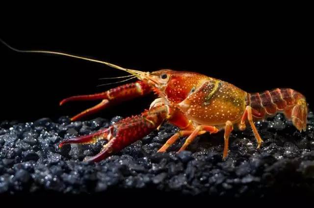 神马鬼|10万1只的奇葩昆虫宠物