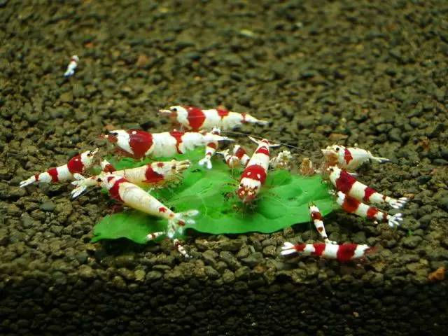 神马鬼|10万1只的奇葩昆虫宠物