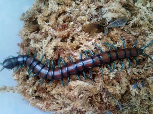 神马鬼|10万1只的奇葩昆虫宠物